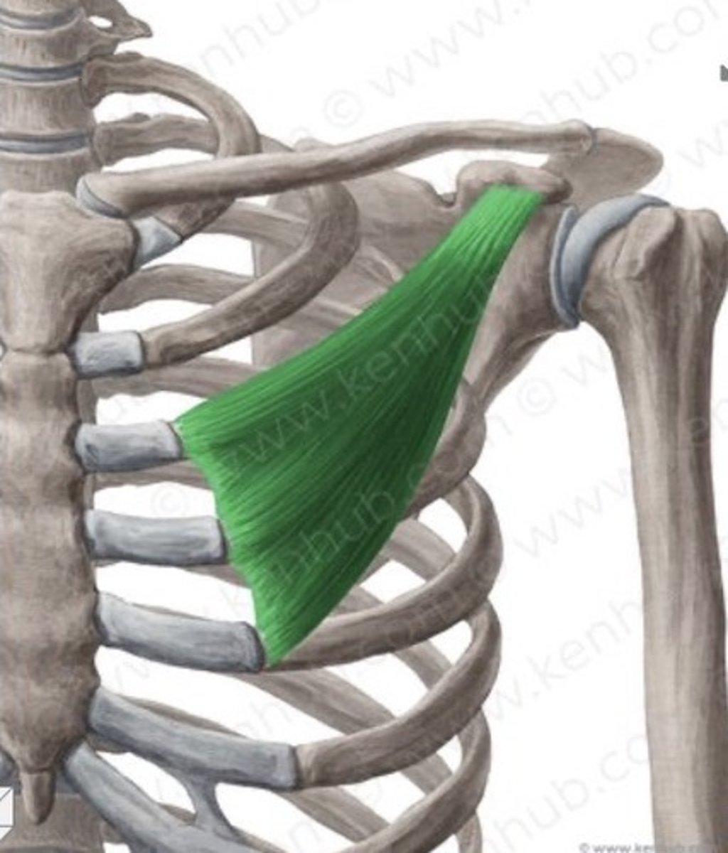 <p>Small chest muscles under major, not visible unless major is removed</p>