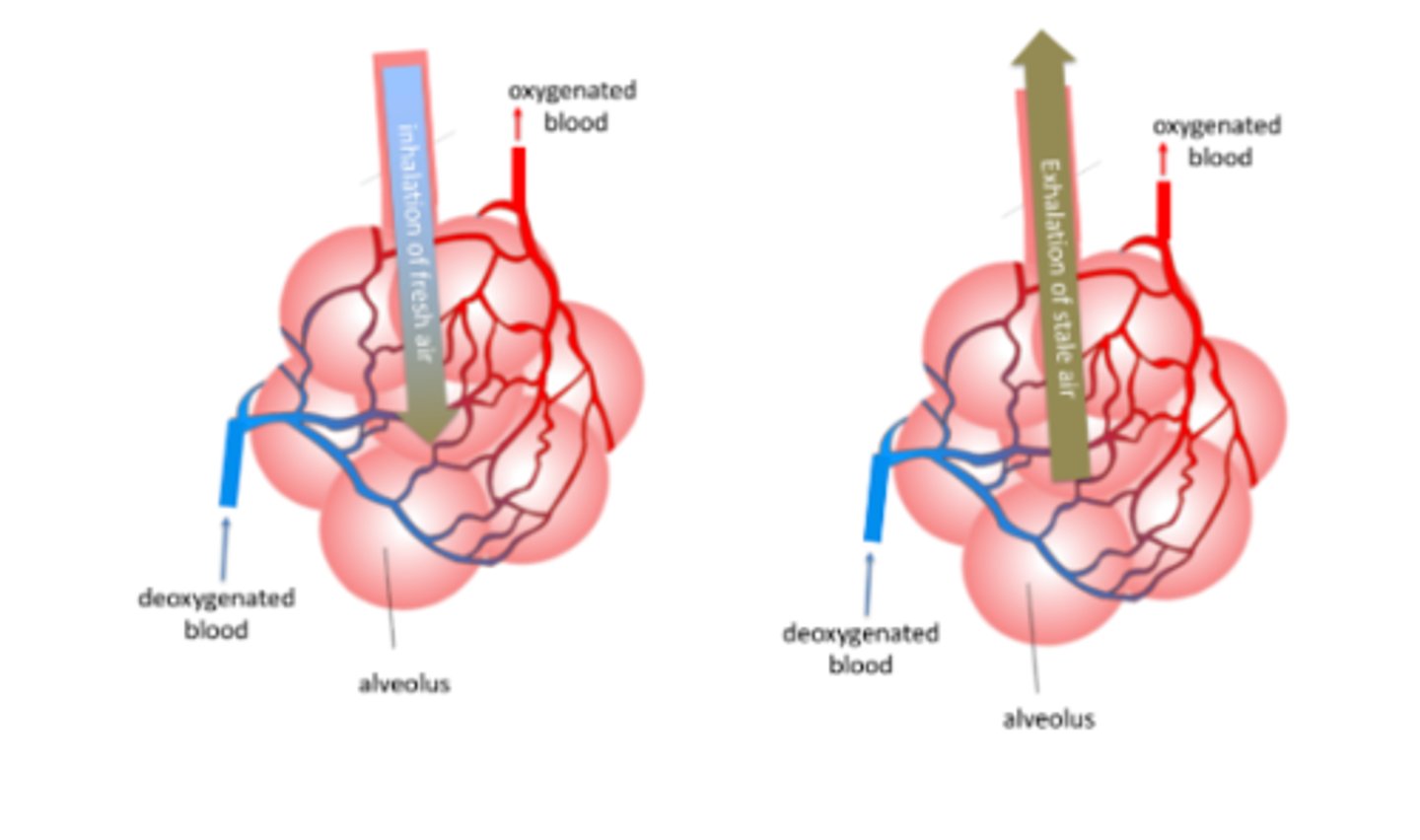 <p>air during exhalation → Plow</p><p>blood during exhalation → Phigh</p><p>blood during inhalation → Flow,</p><p>air during inhalation → Phigh</p>