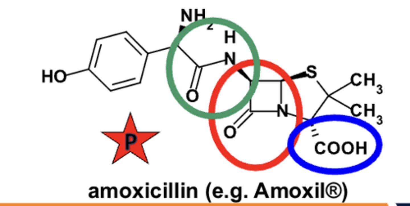 <p>- highly-constrained, fused B-lactam* structure</p><p>- carboxylic acid (or similar acidic) group at C3</p><p>- substituted amide side chain --> g-APA inactive*</p>
