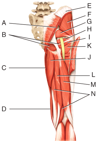 <p>Which letters make up the hamstring </p>