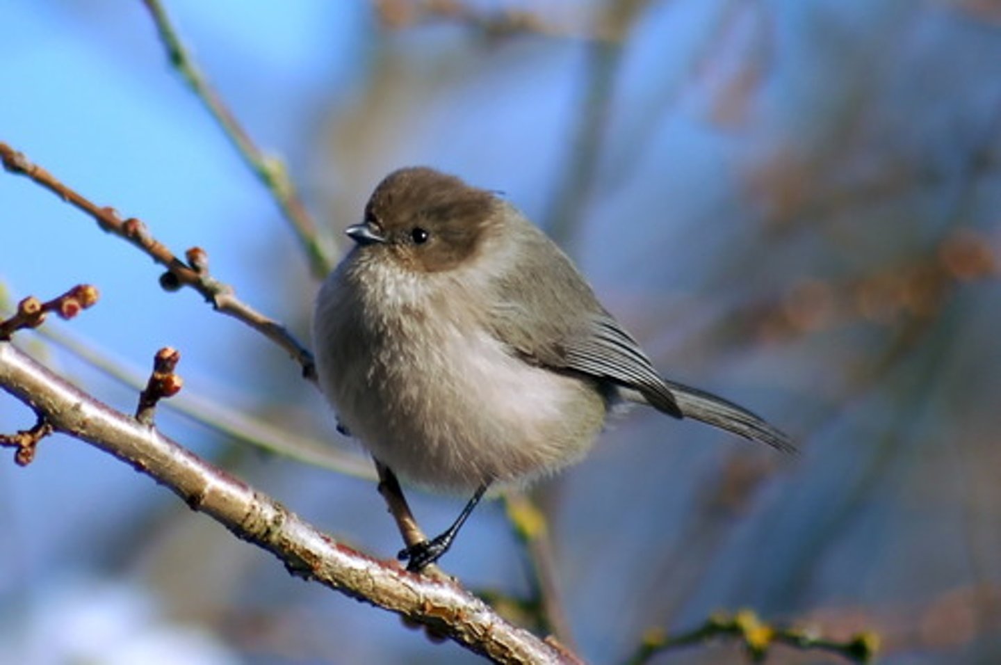 <p>Passeriformes Aegithalidae</p>