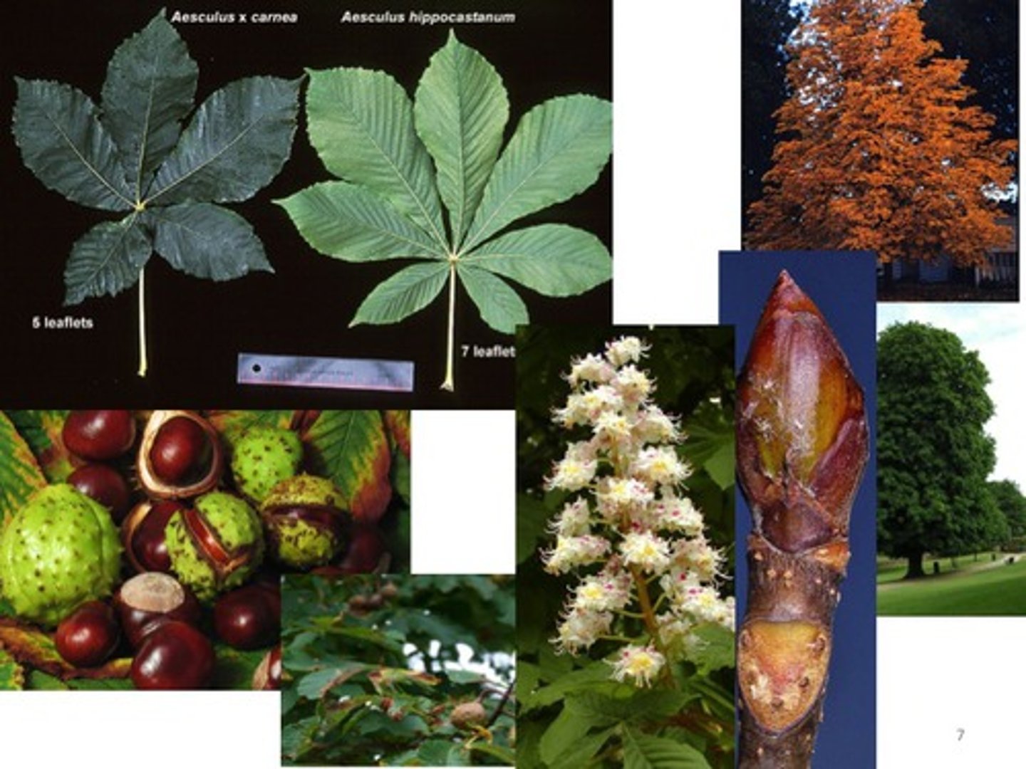 <p>A swollen horse and hippo with bad veins and butts</p><p>Part Used: Dried horse chesnut leaves</p><p>Actions: Astringent, vasoconstrictive, veno-tonic</p><p>Indications: Internal - venous insufficiency, DVT, varicose veins, thrombophlebitis, chronic prostatitis; Topical: hemorrhoids, pruritis ani, varicose veins, noct leg swelling </p><p>SE: Nausea </p>