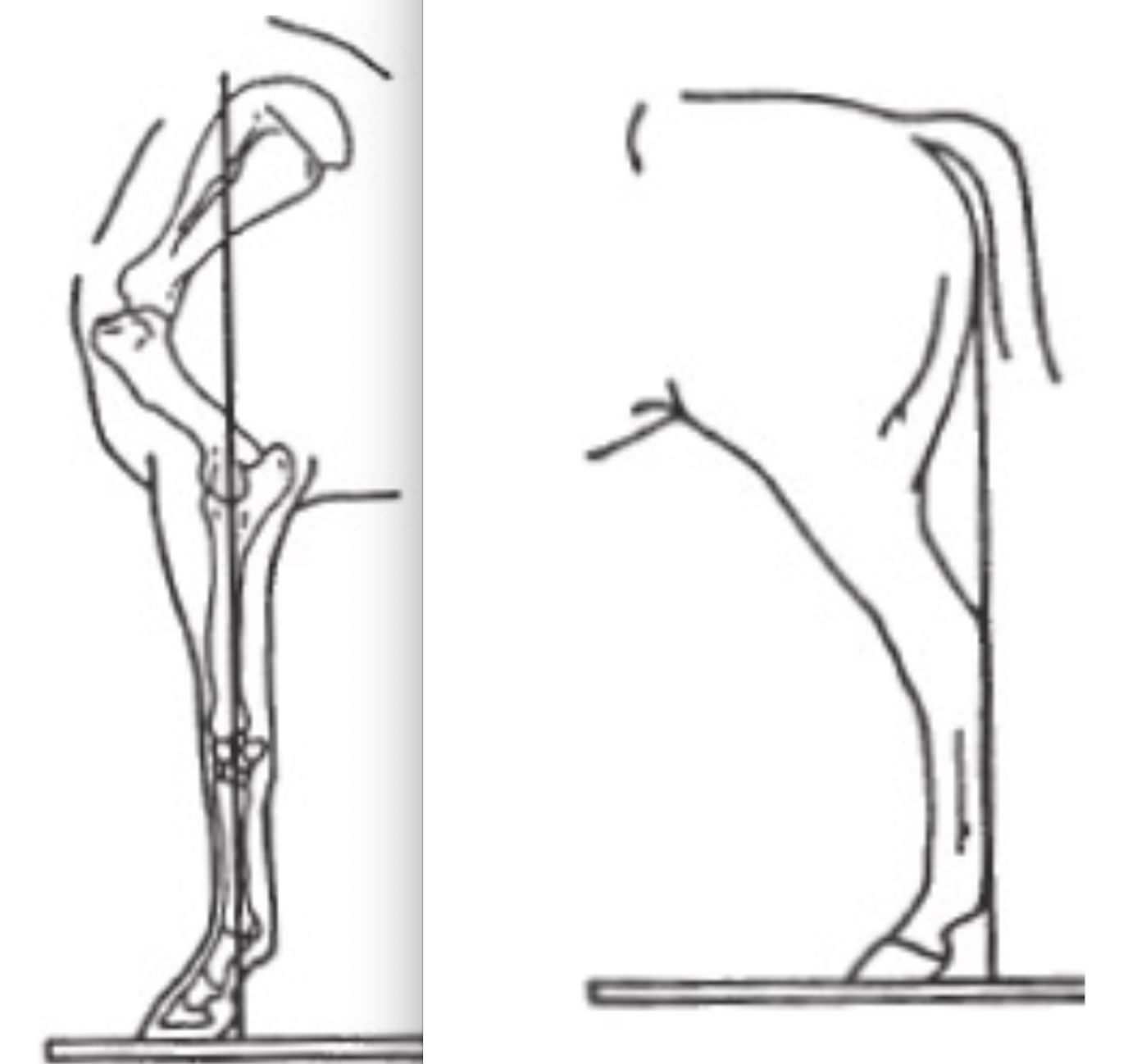 <p>Forelimb: line bisecting the elbow joint, carpus and fetlock joints and on ground ~5cm from heel, straight column from elbow joint to fetlock, fetlock angle about 125-135 degrees</p><p>Hindlimb: line dropped from tuber ischii should touch point of hock and plantar metatarsus and intersect the ground 7.5-10cm behind heel</p>