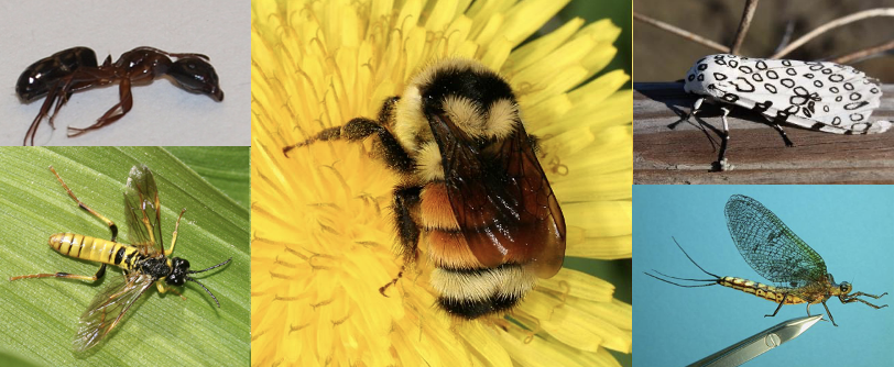 <p><span>Hymenopterans (ants, bees, wasps)</span></p><p><span>Lepidopterans (bufferflies and moths)</span></p><p><span>Ephemeropterans (mayflies)</span></p>