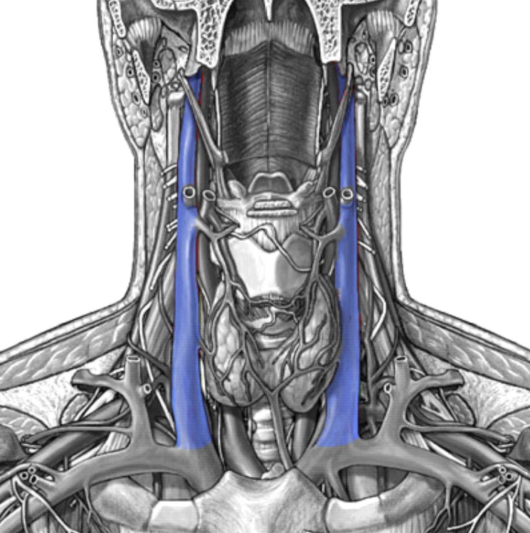 <p>Which veins:</p><ul><li><p>Extends superiorly from brachiocephalic vein</p></li><li><p>Medial &amp; deep to external jugular vein</p></li></ul><p></p>