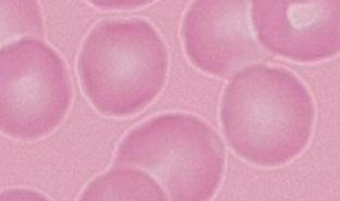 <p>Name the cells</p>