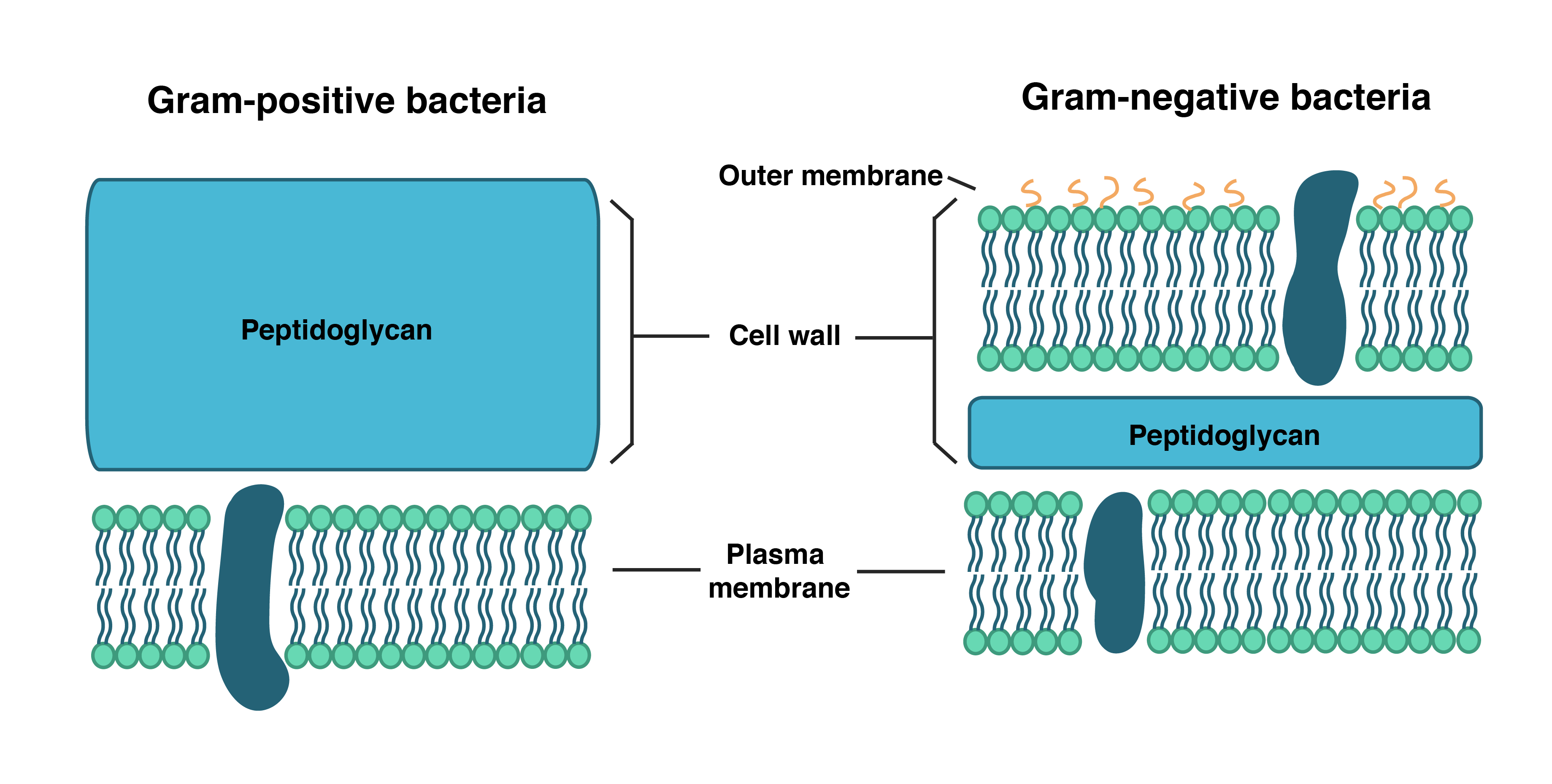 <ul><li><p>plasma membrane</p></li><li><p>and cell wall</p></li><li><p><em>Gram negative bacteria have an additional outer membrane</em></p></li></ul><p></p>