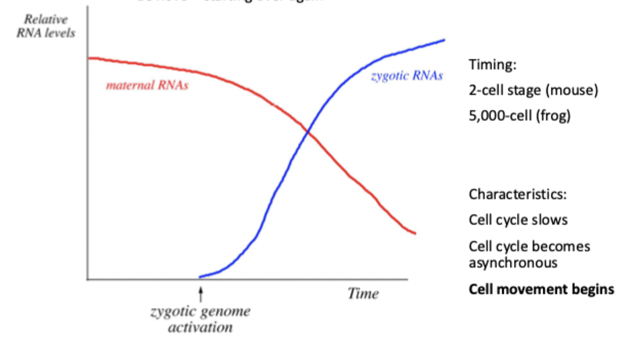 <p>When early embryo runs out of maternal RNA + protein, zygotic RNA (genes from mother + father) is activated. Cell cycle slows, lose synchrony + cell movement begins. </p>
