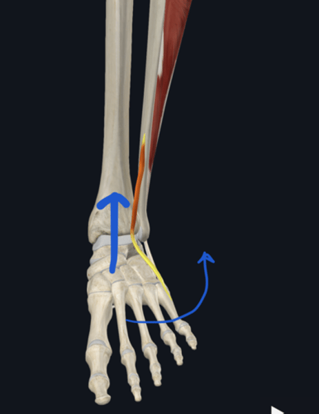 <p>Action: Peroneus Tertius</p>