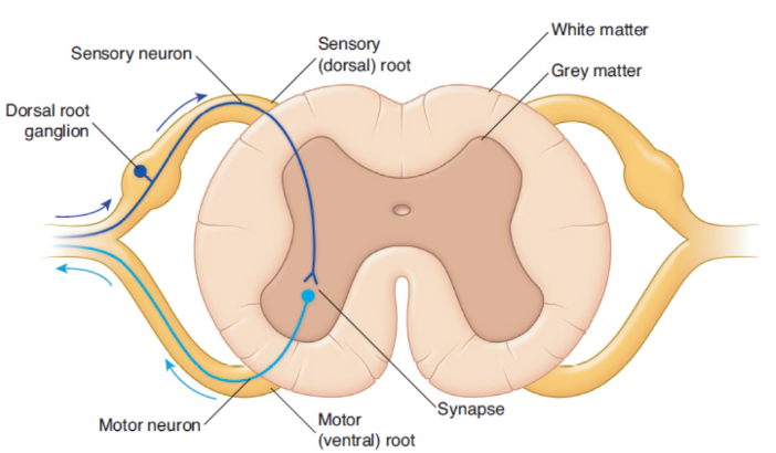 <p>Sensory neurons bring information in from the periphery and enter on the dorsal (back) side</p><p>Motor neurons exit the spinal cord ventrally, or on the side closest to the front of the body</p>