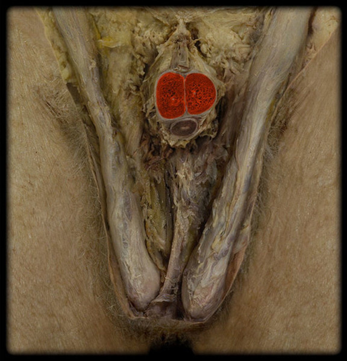 <p>2 paired columns of erectile tissue in the shaft of the penis</p>