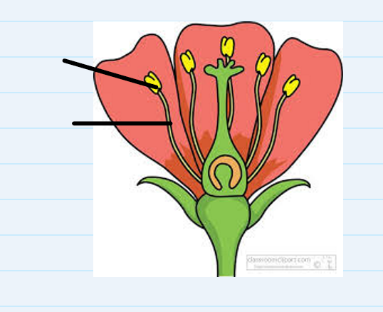 <p>what are the names of the two male parts</p>