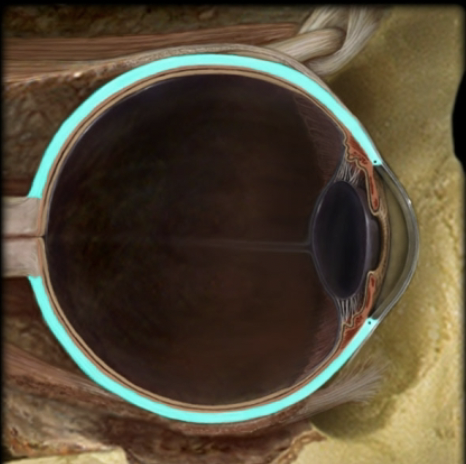 <p>name the part and layer of the eye</p>
