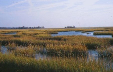 <p>An estuary marsh, found along the coast in temperate climates. Mix of fresh and salt water. Highly productive breeding grounds for many fish and shellfish species.</p>