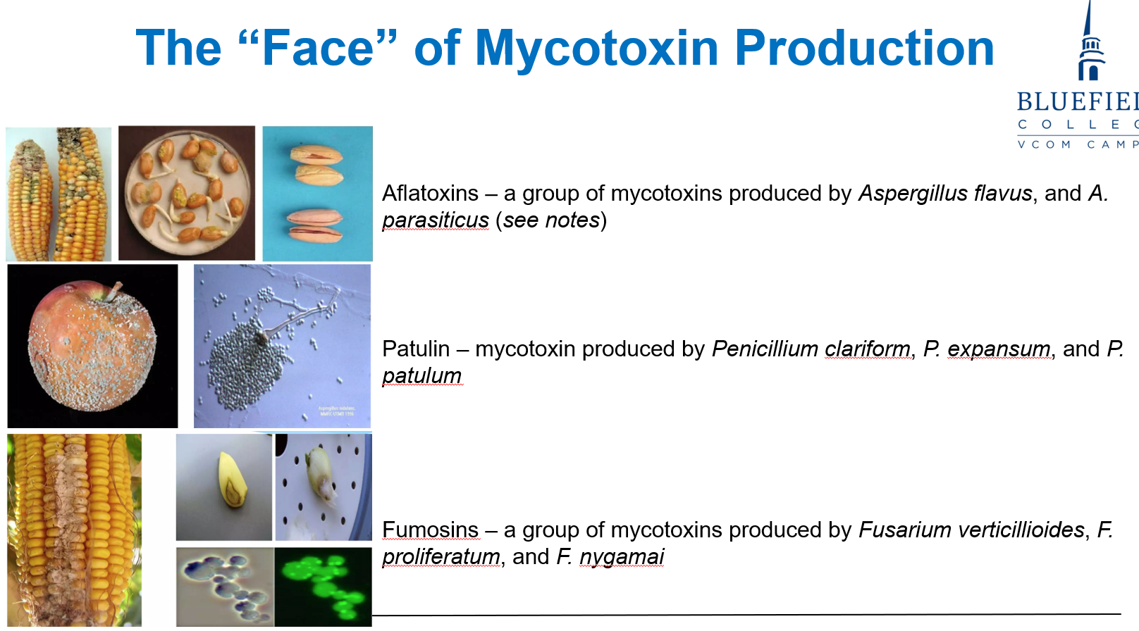 <p>C. Mycotoxin-induced organ damage<br></p><p><strong>Mycotoxicosis</strong> is <strong>intoxication</strong>, not infection. It results from <strong>ingestion</strong> of <strong>fungal toxins</strong> (e.g., <strong>aflatoxin</strong>), not fungal invasion.</p>