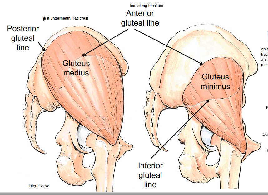 -there is the posterior gluteal line, which is just underneath the iliac crest (where gluteus medius starts) 
-there is anterior gluteal line (where minimus originates) 
-then lower and closer to acetabulum is the inferior gluteal line 