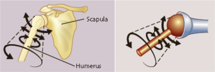 * consists of a ball-like surface that fits into a cuplike depression of another
* flexion and extension
* adduction and abduction
* rotation
  * eg. the hip and the shoulder
    * the shoulder also allows circumuction
