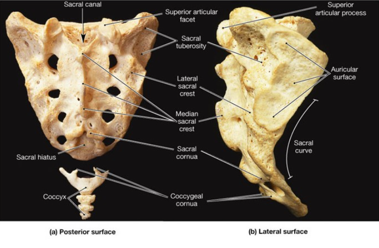 <p>The sacral ______ contains the anterior and posterior roots of the ___, ___, and ___ nerves.</p>