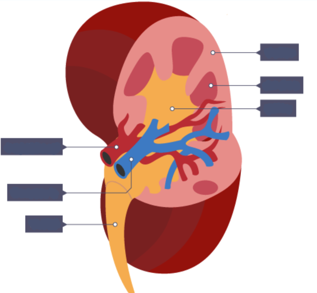 <p><strong>Label this diagram of the kidneys</strong></p>