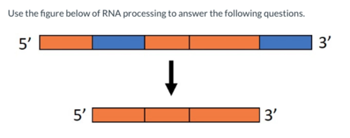 <p>What are the two coding areas of the transcribed region of RNA (not mRNA)?</p>
