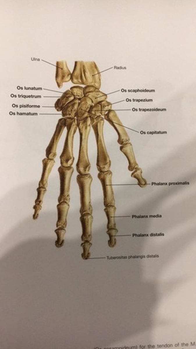 <p>os trapezium</p>