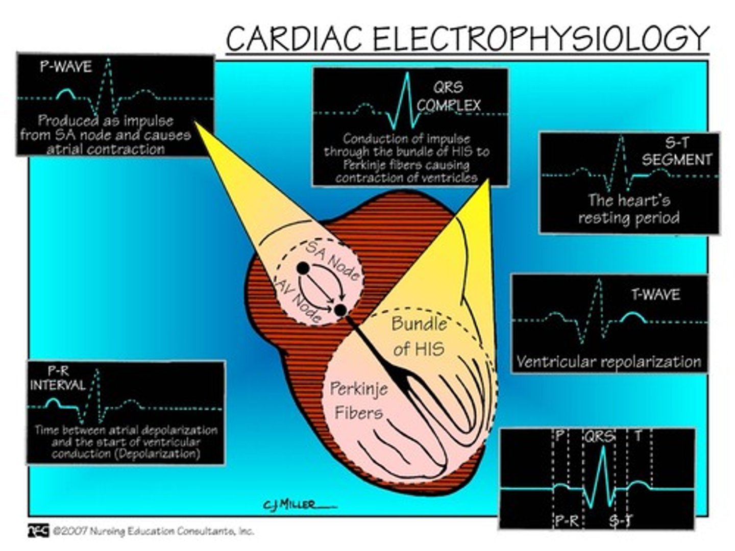 <p>controlled spread of electrical currents</p><p>- contracts rhythmically, pumps blood</p><p>- currents produced by pacemaker cells, specialized conducting tissue, and heart muscle</p><p>- currents can be recorded by ECG using electrodes</p>