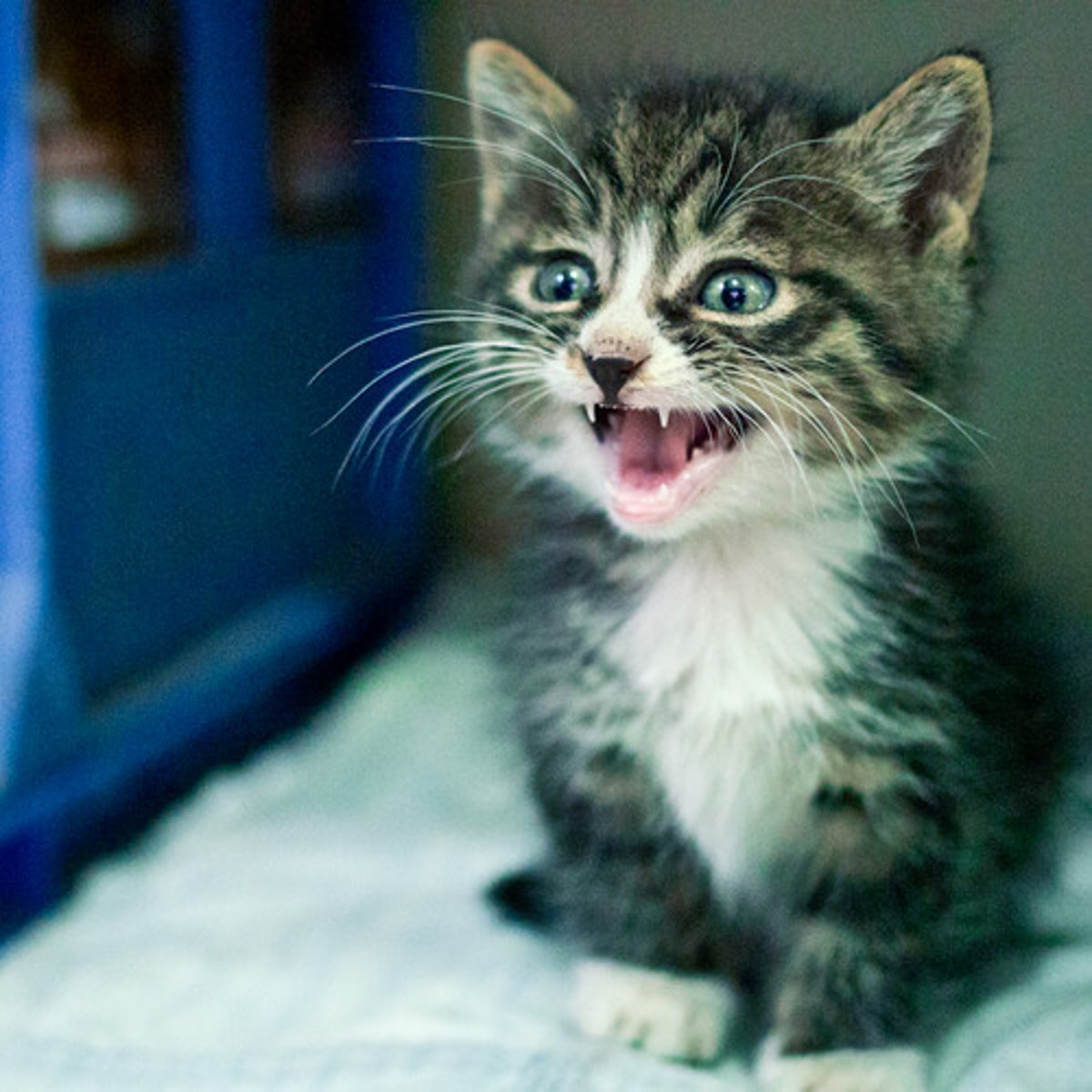 <p>Veterinarian Fran Feline will only feed her cat Spring Meadow cat food</p>