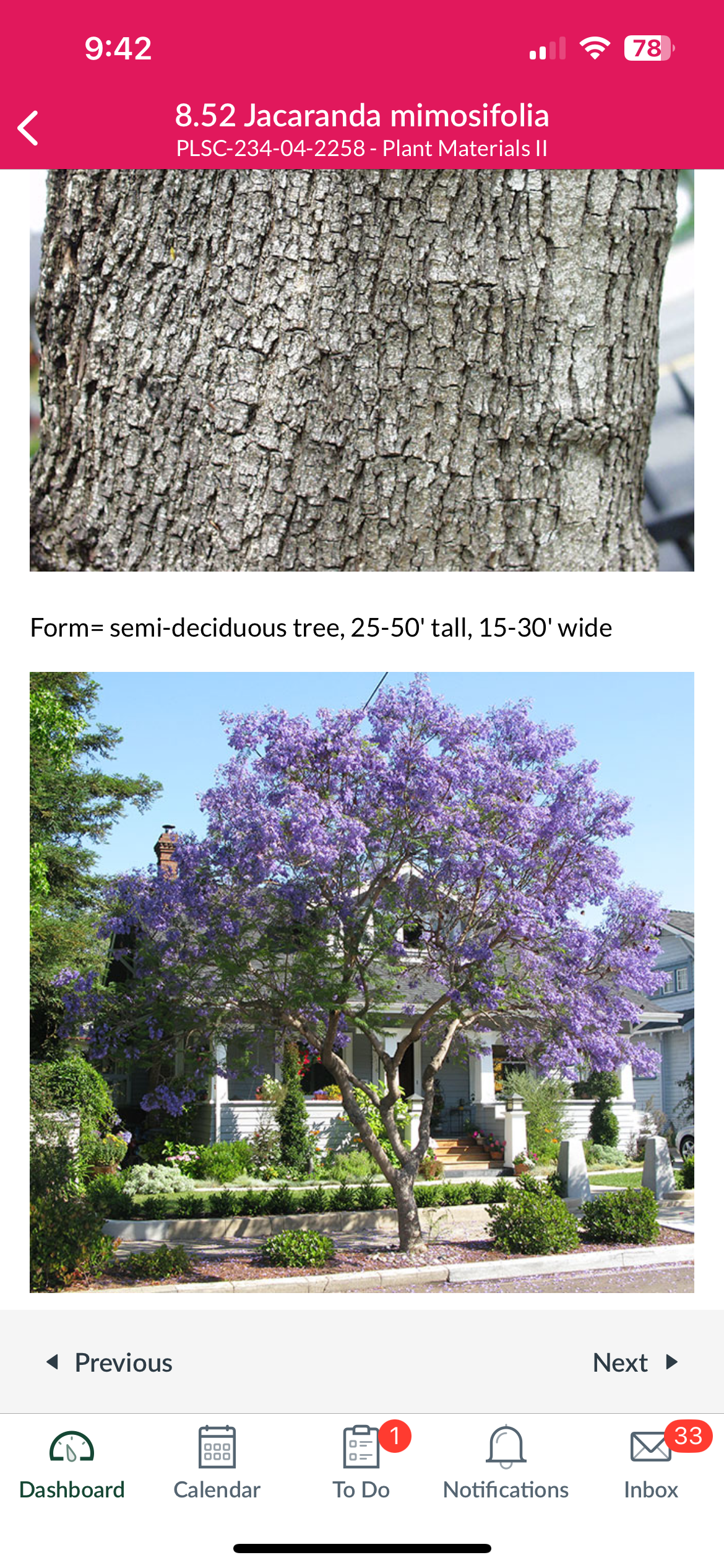<p>Jacaranda mimosifolia</p>