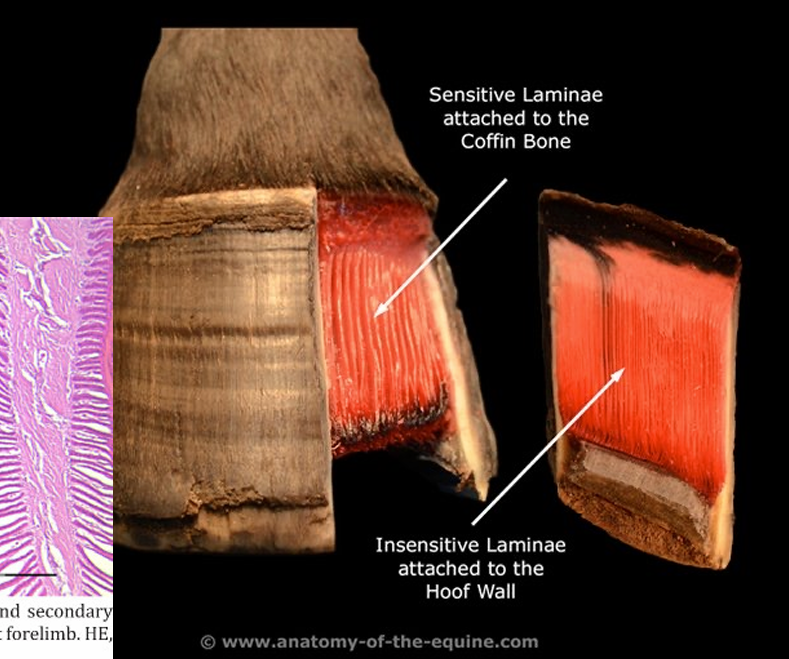 <ul><li><p>Connects the hoof wall to the distal phalanx (coffin bone)</p></li></ul><p></p>