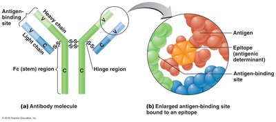 <p>The specificity of an antibody is due to</p><ol><li><p>the L chains.</p></li><li><p>the H chains.</p></li><li><p>the variable region of the L and H chains.</p></li><li><p>the constant region of the L and H chains.</p></li></ol><p></p>