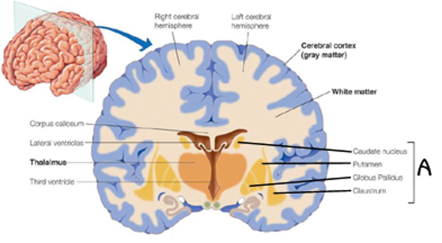 <p>(B) Cortex, Nuclei</p><p>The gray matter on the outside of the brain is called Cortex. The little pockets of gray matter that are found deep in the brain are called Nuclei.</p>