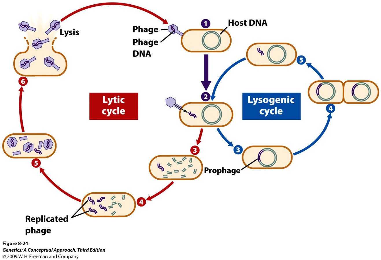 Lytic and Lysogenic