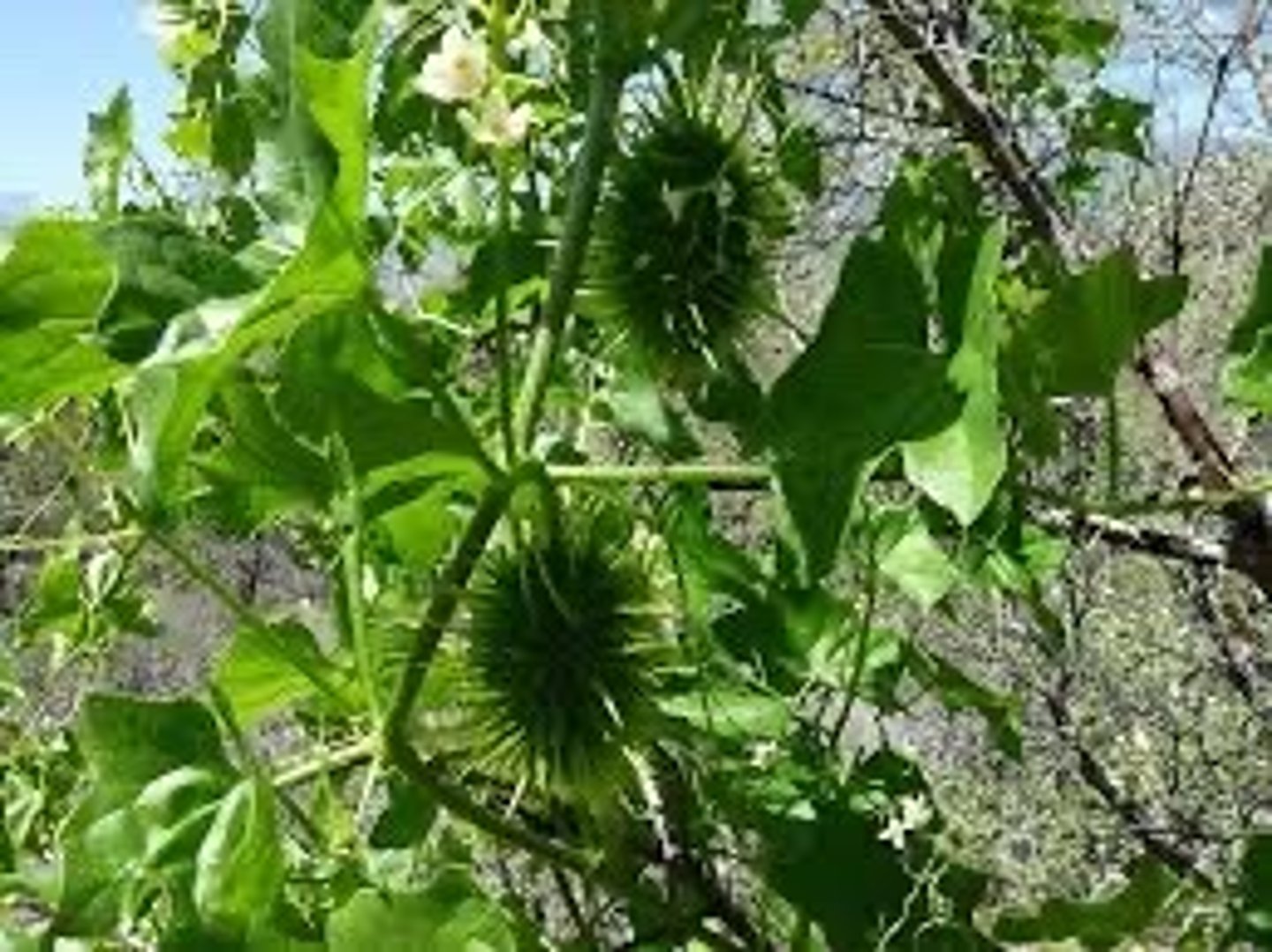 <p>Marah fabacea (CDS, CS, riparian, woodlands)</p><p>Leaves: Palmate with lobes, tendrils for climbing.</p><p>Fruit: Spiky green gourds.</p><p>Ecology: Pollinated by insects; toxic seeds.</p>