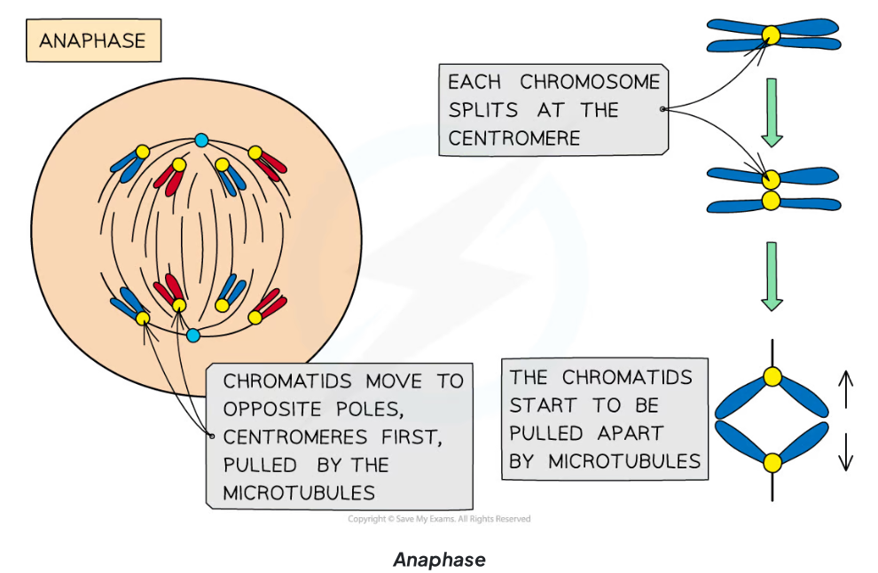 <p>The third stage of mitosis where sister chromatids separate at the centromere and are pulled to opposite poles by the spindle fibers.</p>