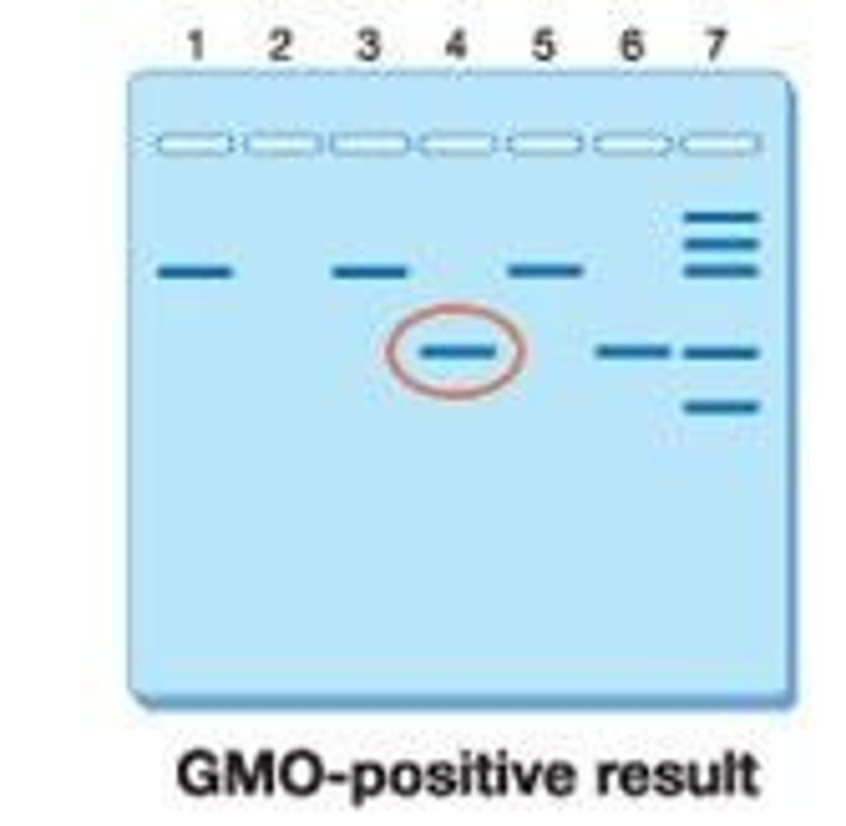 <p>Appear closer to the top (closer to the wells) in gel electrophoresis.</p>