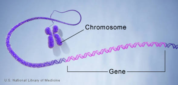 <p>Segments of DNA that determine traits and are inherited from parents. </p>