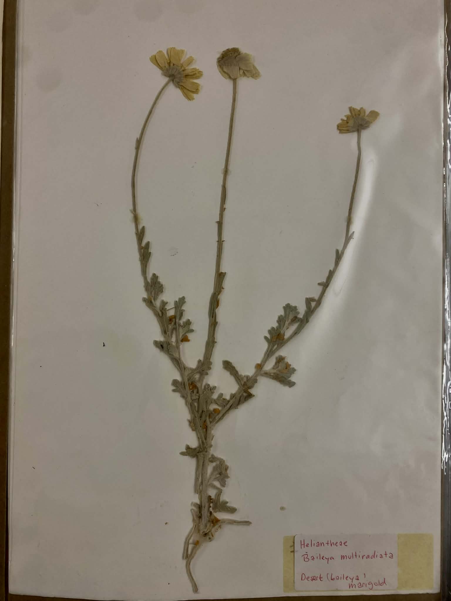 <p>Heliantheae, P, N, Baileya multiradiata, desert marigold</p>