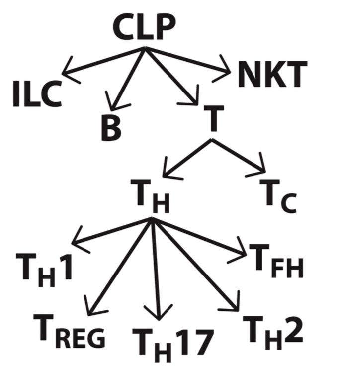 <p>From their progenitors within the bone marrow.</p>