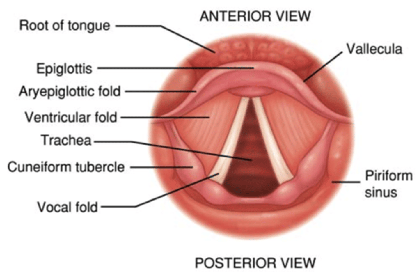 <p>Vocal folds:</p><p>They have three layers</p><p>Epithelium: the outer cover.</p><p>Lamina propia: the middle.</p><p>Vocalis muscle: the body</p><p>Aryepiglottic folds:</p><p>They go from arytenoids to larynx. Help preserve airway.</p><p>Ventricular folds:</p><p>Sometimes vibrate with low frequencies.</p>