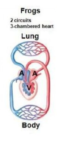 <ul><li><p>3 chambers: 2 atria and one ventricle</p></li><li><p>RA receives deoxygenated and LA oxygenated from the lungs</p></li><li><p>ventricle is partially divided but classed as 1 ventricle, helps to separate to some extend but not fully</p></li><li><p>frog is semi aquatic: when young, needs skin for respiration in water, when an adult the lungs are the primary site for gas exchange so circulatory system becomes more efficient</p></li></ul><p></p>