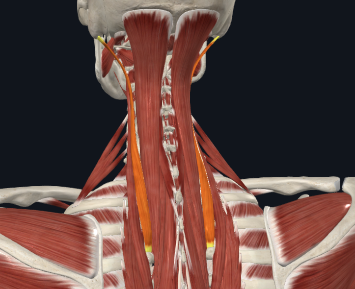 <p><strong>Nombre alterno: </strong>Longísimo de la cabeza</p><p><strong><mark data-color="yellow" style="background-color: yellow; color: inherit">Origen: </mark></strong><mark data-color="yellow" style="background-color: yellow; color: inherit">Tubérculos posteriores C4-T1</mark></p><p><strong><mark data-color="blue" style="background-color: blue; color: inherit">Inserción: </mark></strong><mark data-color="blue" style="background-color: blue; color: inherit">Apófisis mastoides</mark></p><p><strong><mark data-color="red" style="background-color: red; color: inherit">Acción: </mark></strong><mark data-color="red" style="background-color: red; color: inherit">Lateralización, leve extensión</mark></p><p><strong><mark data-color="purple" style="background-color: purple; color: inherit">Inervación: </mark></strong><mark data-color="purple" style="background-color: purple; color: inherit">Plexo cervical</mark><strong><br><mark data-color="green" style="background-color: green; color: inherit">Relaciones: </mark></strong><mark data-color="green" style="background-color: green; color: inherit">X</mark></p><p><strong>Notas:</strong></p><p>Agonista de ECM</p>