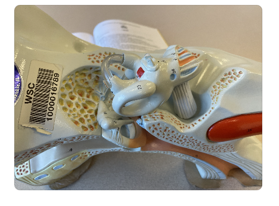 <p>28 (snail shell looking thing) </p>