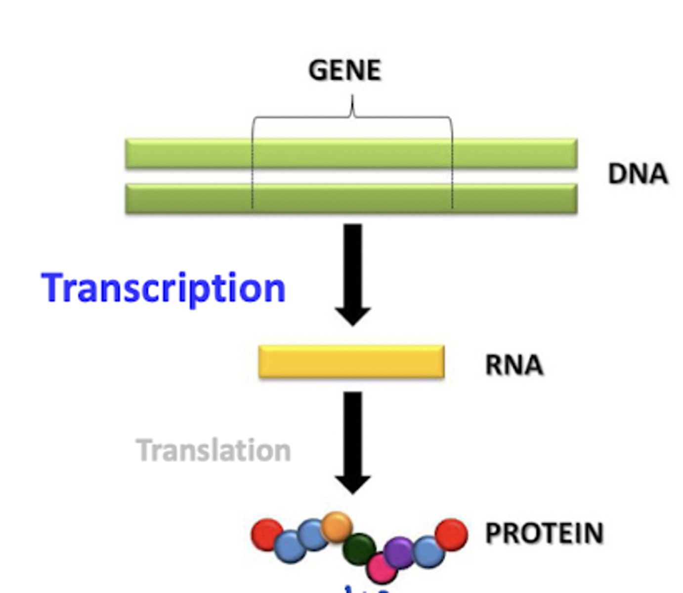 <p>DNA -> RNA -> Protein.</p><p>1 Gene (genotype) codes for 1 mRNA (intermediate), 1 mRNA codes for 1 protein (phenotype)</p>