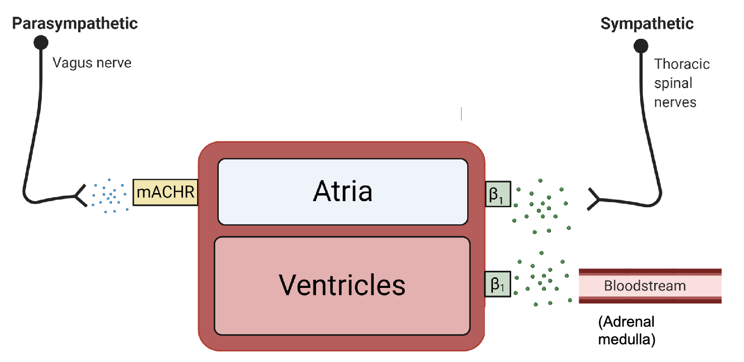 <p>majority (75-80%) of beta-adrenergic receptors in the heart are B1</p>