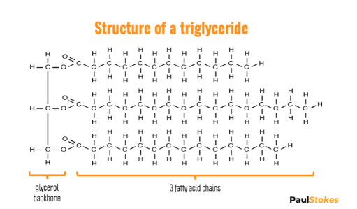 <ul><li><p><span>Energy storage molecule - more than 2x energy than carbohydrates&nbsp;</span></p></li><li><p><span>The most common fat is the <strong>triglyceride </strong>which contain <strong>3 fatty acid chains attached to a glycerol backbone.&nbsp;</strong></span></p></li><li><p><span>They are linked with a <strong>dehydration synthesis reaction </strong>and are held together with an <strong>ester linkage.</strong></span></p></li></ul><p></p>