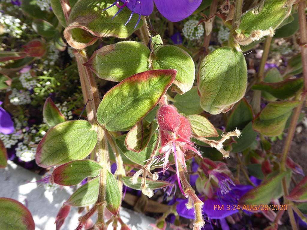 <p><span><span>princess flower</span></span></p>