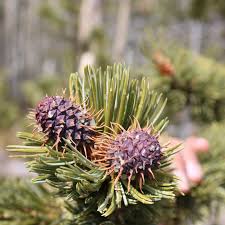 <p>Pinus aristata. white resin flecks</p>