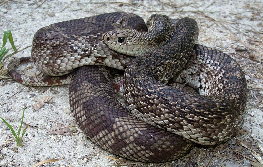 <p>Pinesnake</p>