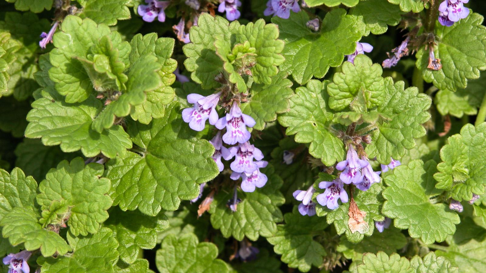 <p>Ground Ivy</p>