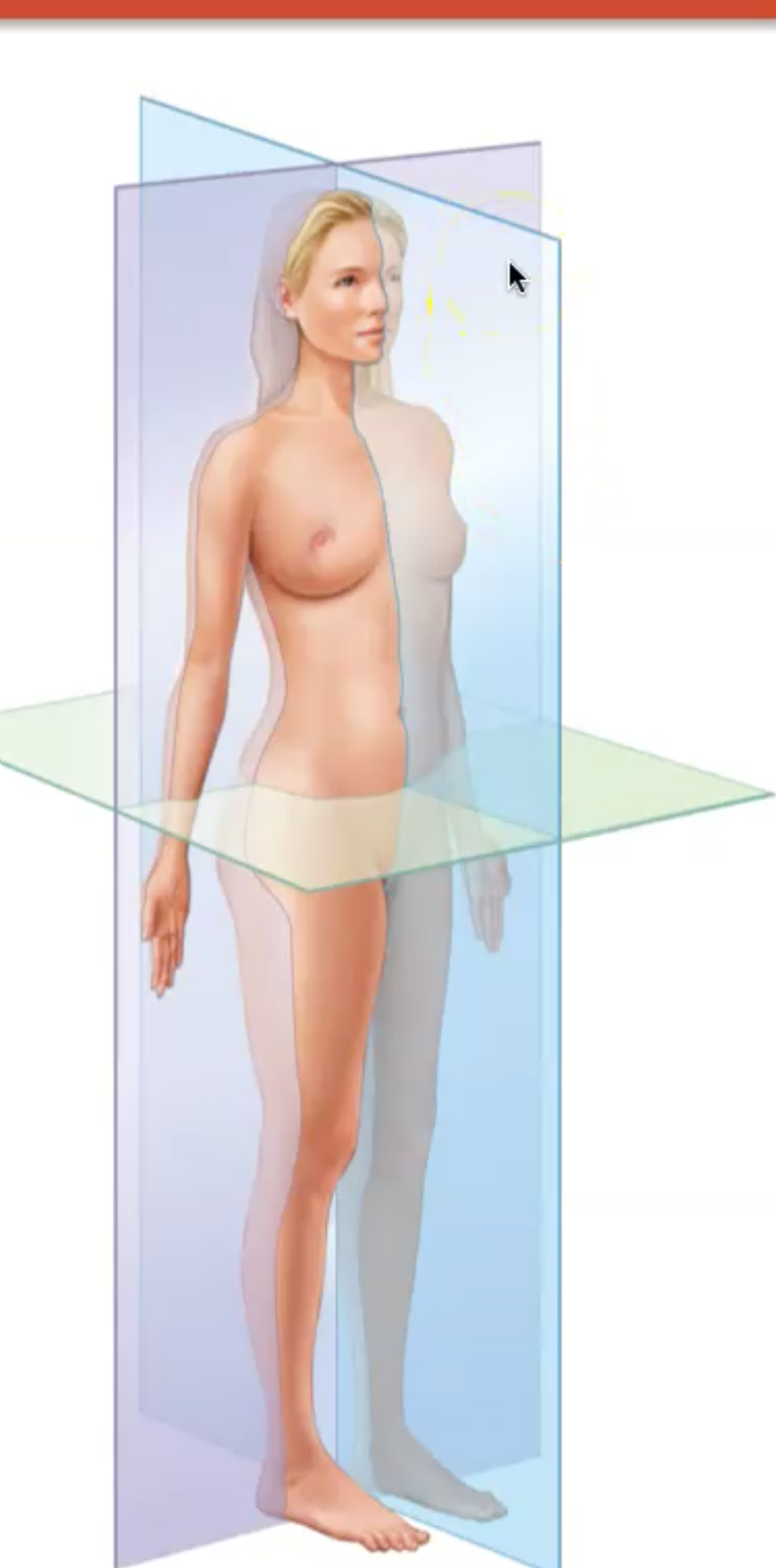 Chapter 1

What is a Midsagittal Plane